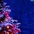 Happy Christmas Instrumentals Music Winter Music Christmas Music Relaxing Music