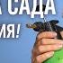 ПОСЛЕ ЦВЕТЕНИЯ ВСЕМ ДЕРЕВЬЯМ ОБЯЗАТЕЛЬНО дайте такую подкормку и обработку от болезней и вредителей