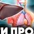 5 вещей которые убивают нашу печень каждый день Как помочь печени восстановиться