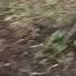 Cat Chases Rival In Epic Backyard Showdown Shorts