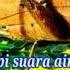 Masteran Suara Walang Kecek Belalang Kecek Dengan Jeda Air Mengalir