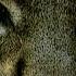 Wild Animals Iberian Lynx Planet Doc Full Documentaries