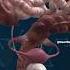 Women S Internal Anatomy Like You Ve Never Seen It Before
