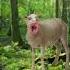 Beep Beep I M A Sheep Thanks For Subscribing