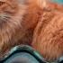 Песня Тигрёнок котёнок Песни для детей Детские песенки