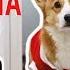 MERRY CHRISTMAS Topi The Corgi