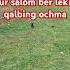 Sotqin