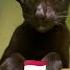 Как подзывают кошек в разных странах часть 3 Cat Catsfacts