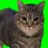 OIIA OIIA Spinning Cat