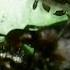 Кровожадные муравьи убийцы Killer Ants Ameisenmörder Hormiga Asesina Formica Killer