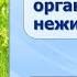 Тема 1 Живые организмы Отличие живых организмов от тел неживой природы