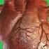 Human Heart Beating Animation Green Screen With Sound Effects Download Link In Description