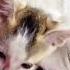 Little ট ট Pusicate Cat Viral Shortvideo Tu Hi To Mujhe Kya Chahiye