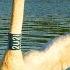 Лебедь кликун Встреча через 8 лет Whooper Swan Meeting In 8 Years