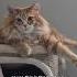 Dry Mittens Equal Stronger Magic Cat Cuteanimal Cutecat Cutepet Funnycats Catvideos Cute
