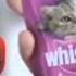 Whiskas реклама RYTP
