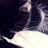 ето иой принц я его люблю котик котик милашка принц