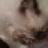 Умываются мышата умываются котята Mice Wash Kittens Wash