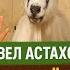 КОЗЛОВ ЗАВЕЛ КОЗУ Судебные дела с Павлом Астаховым Как избежать Судебные дела
