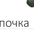 Побег и почка