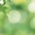 BERNWARD KOCH Deep Green Summer
