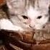 Кошка мама зовет котят
