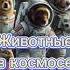 Животные отправленные в космос