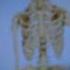 Minecraft Skeleton In Real Life