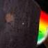 Nyan Cat Koolfox S Dubstep Remix