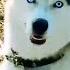 Хаски Акела угощается бубликом Husky Akela Is Eating A Bagel