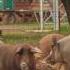 Pigs Pig Sounds