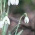 Spring The Four Seasons Vivaldi FULL HD