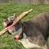 БЫТЬ СЧАСТЛИВЫМ Pitbull Amstaff стафф собака Staffy Pitbull Amstaff стафф