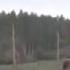 ОСН ВИТЯЗЬ Кукушка