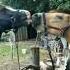 Любовь и лошади Shorts Animals Horse животные лошадь любовь Love