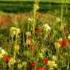 Johann Strauss Myrthenblüthen Walzer Op 395 For Orchestra Myrtle Blossoms Waltz