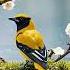 Relaxing Forest Bird Nature Sounds Nature Bird Waterfall Relaxing Amazing Beutiful Spring