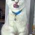 Я ЗАБЫЛ КЛЮЧИ Cat Funny