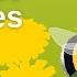 How To Provide Bumblebee Nest Sites