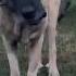 ASLAN DOYMA YOK Malakli Nature Köpek Alabai Dog Puppy Kangal Kangaldog Nature Kangalpuppy