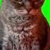 Angry Grumpy Cat Meme Shorts Catmeme Greenscreen