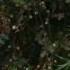 Mardonbek Tuy Naxor 3