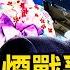 美國人又來了 中共再次完敗 穿和服拍照違規 和服源自中國 新聞看點 李沐陽8 15