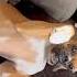 Dog Refuses To Sleep In A Crate Shorts By RxCKSTxR