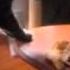 Cat Vs Banana Peel
