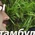 Два лица Стамбула Глава 40