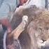 How Tigers And Lions Take Bath Shortsvideo