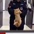 Thief Caught Stealing Fish And Arrested By Corps Cat Funnyvideo 4k Viral