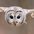 The Crow The Owl And The Dove By Nightwish