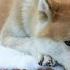 DIANGKAT DARI KISAH NYATA ANJING YANG SETIA Hachiko A Dog S Story 2009 SDA06